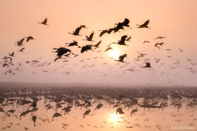 природа,птицы,животные,журавли,рассвет,утро,туман,отражения,свет,полёт,стая птиц,магия природы Журавушки на рассвете... фото превью