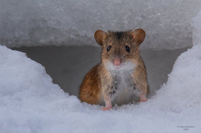 Сторожевой фото превью