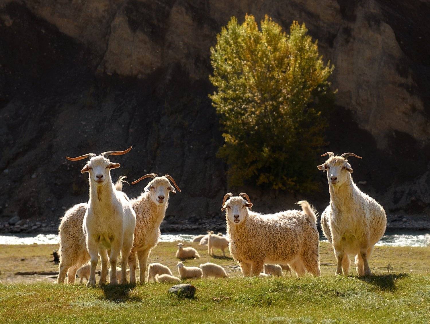 алтай., Марина Фомина