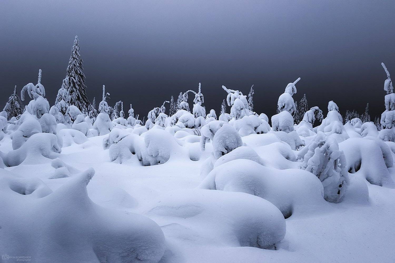 пермский край, зима, пейзаж, елки, Антон Кошетаров