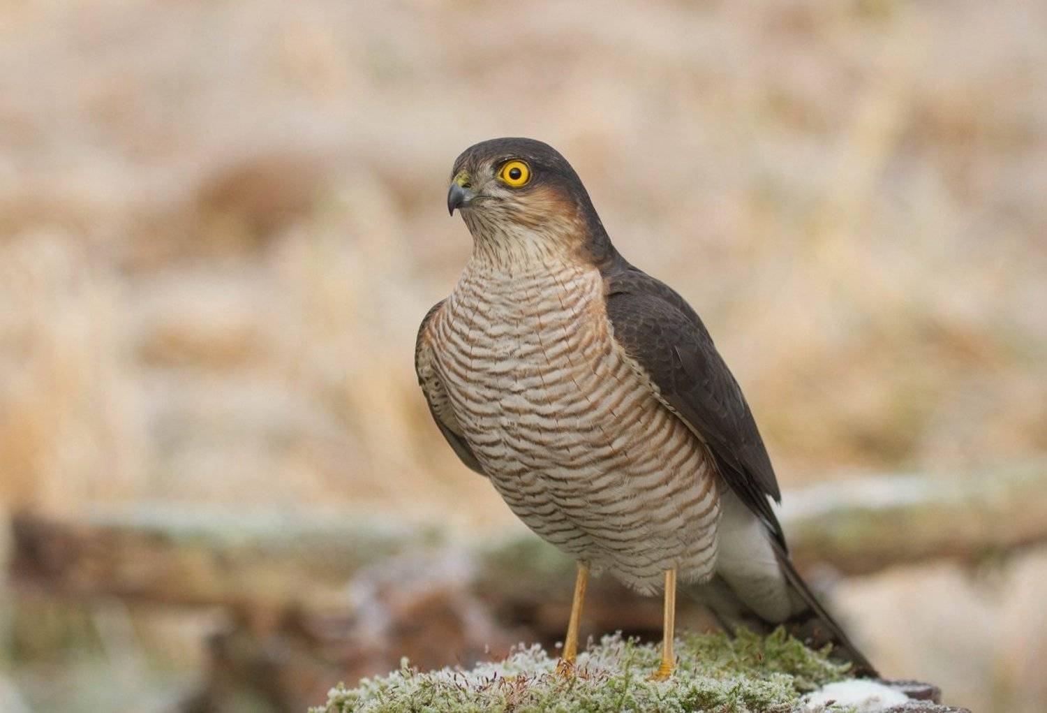 , Janina J?drzejewska-Szombara