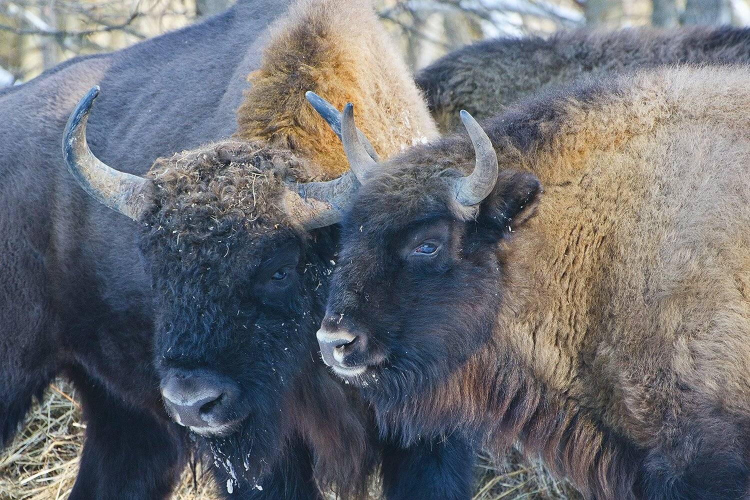 животные, зубры, Михаил Агеев