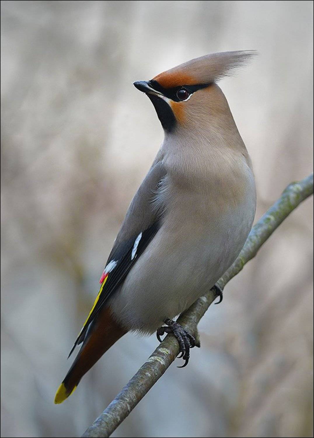 свиристель, Андрей Медведев