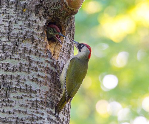 У дупла зелёного дятла