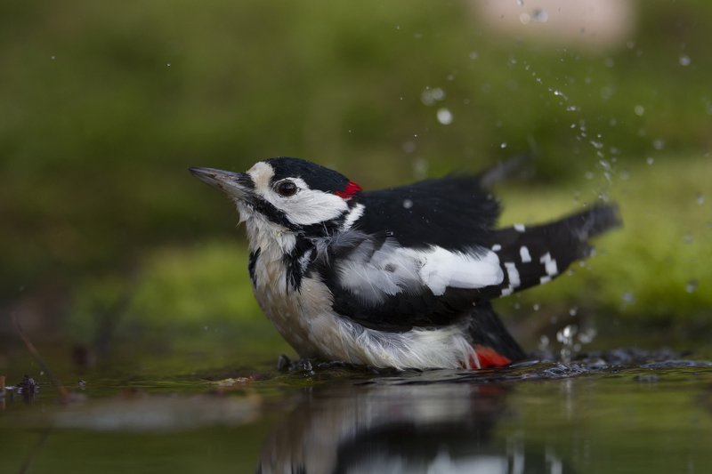 фото превью
