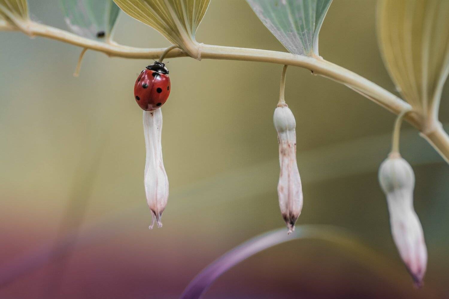 , Роман Зайцев