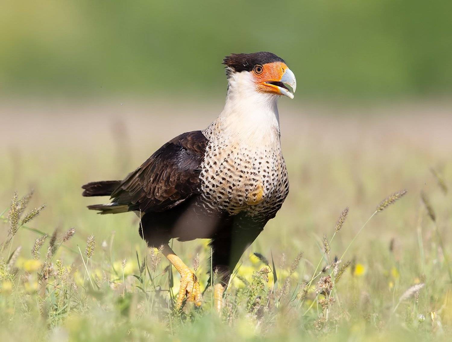 каракара, crested caracara, caracara, tx, texas, хищные птицы, Elizabeth Etkind