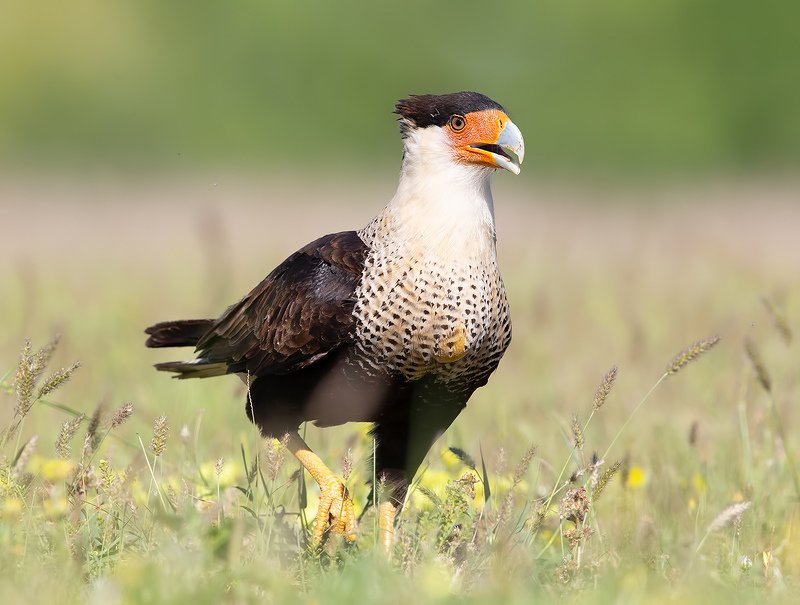 каракара, crested caracara, caracara, tx, texas, хищные птицы Каракара - Crested Caracara фото превью