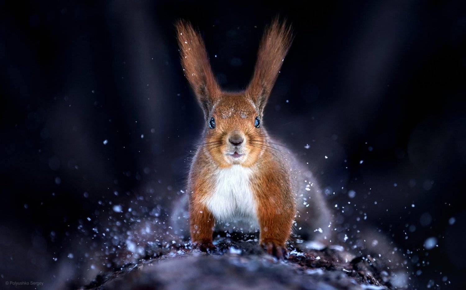 белка, снег, зима, Полюшко Сергей