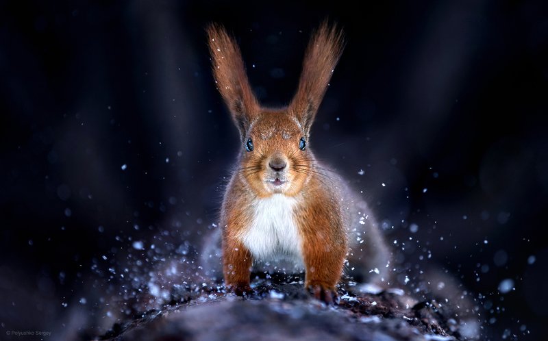 белка, снег, зима *** фото превью