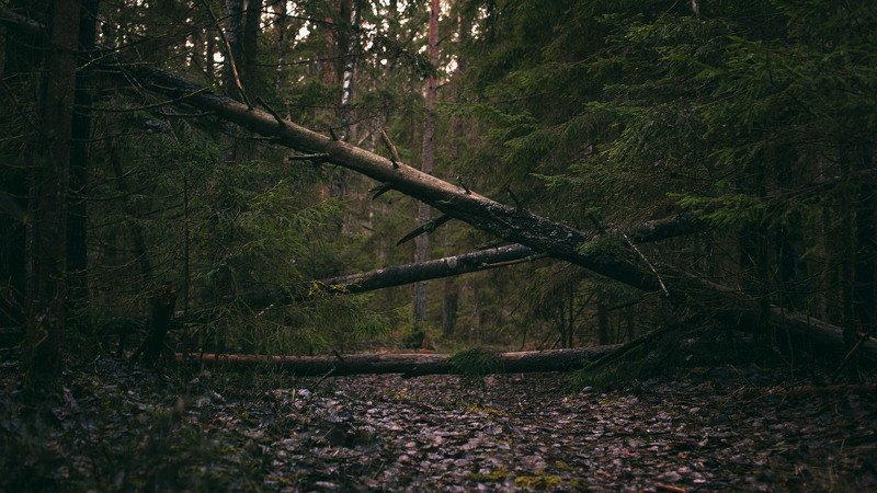 Дерево без мишек фото превью