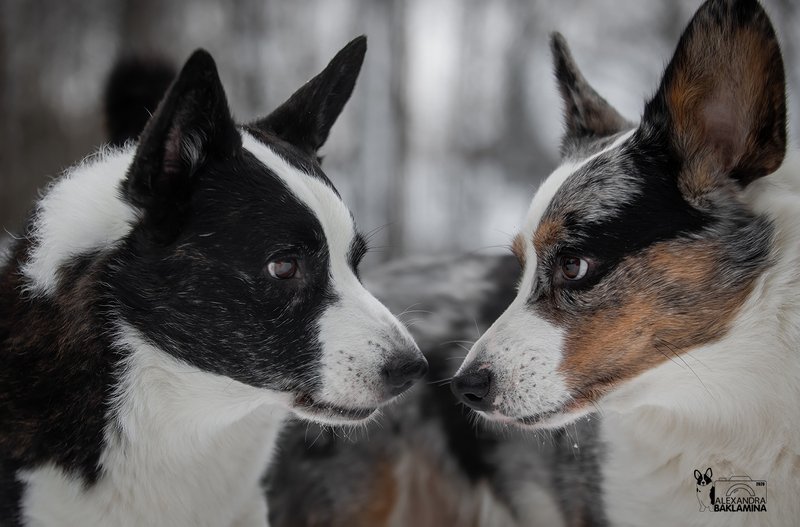 собака, корги, вельш корги кардиган Глаза в глаза... фото превью