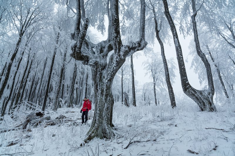 Бродяга из ..... фото превью