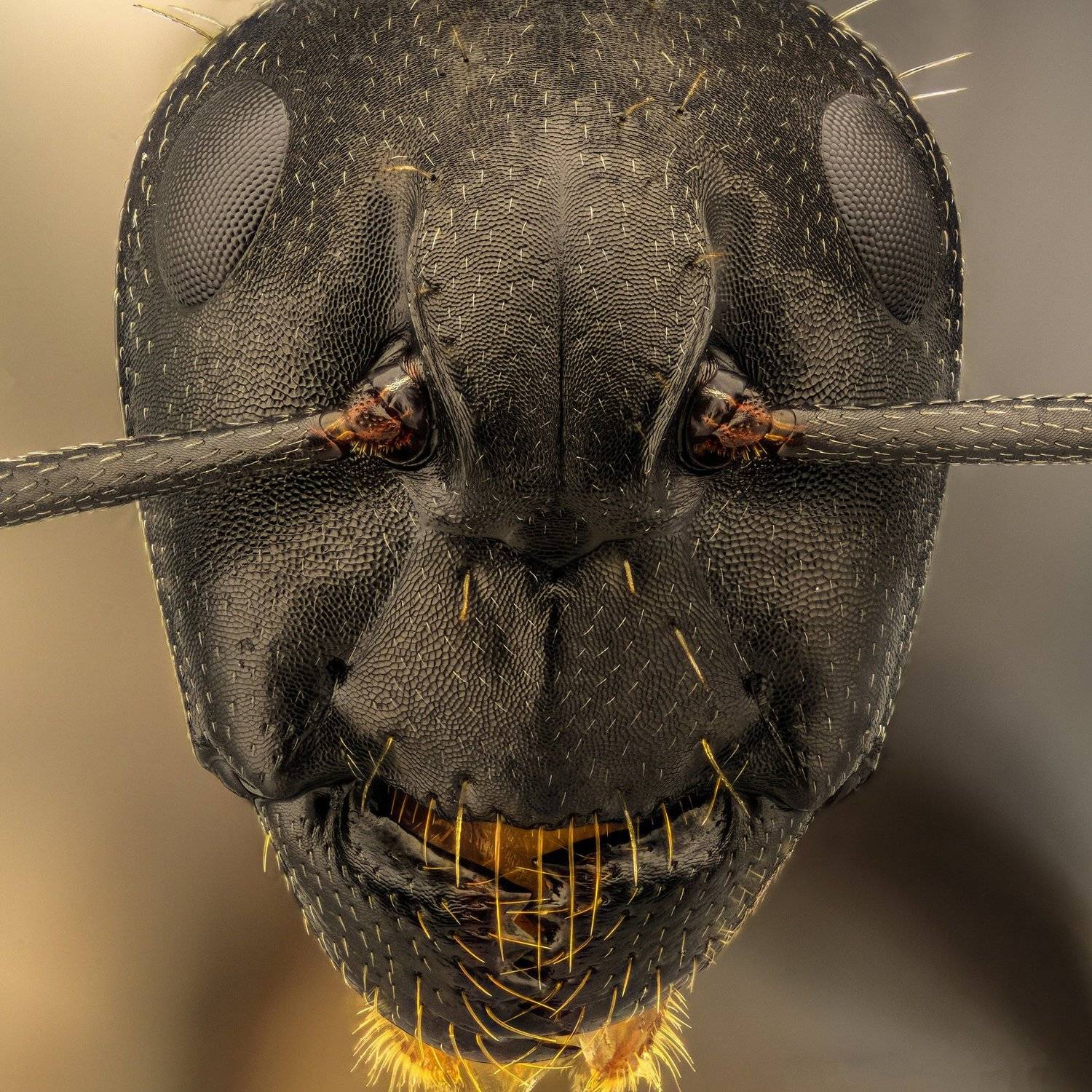 ceclii, macro, extrememacro, nikon d3400, semiplan 6.3, Tsvetan Ganev