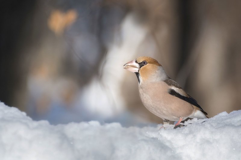 Дубонос фото превью