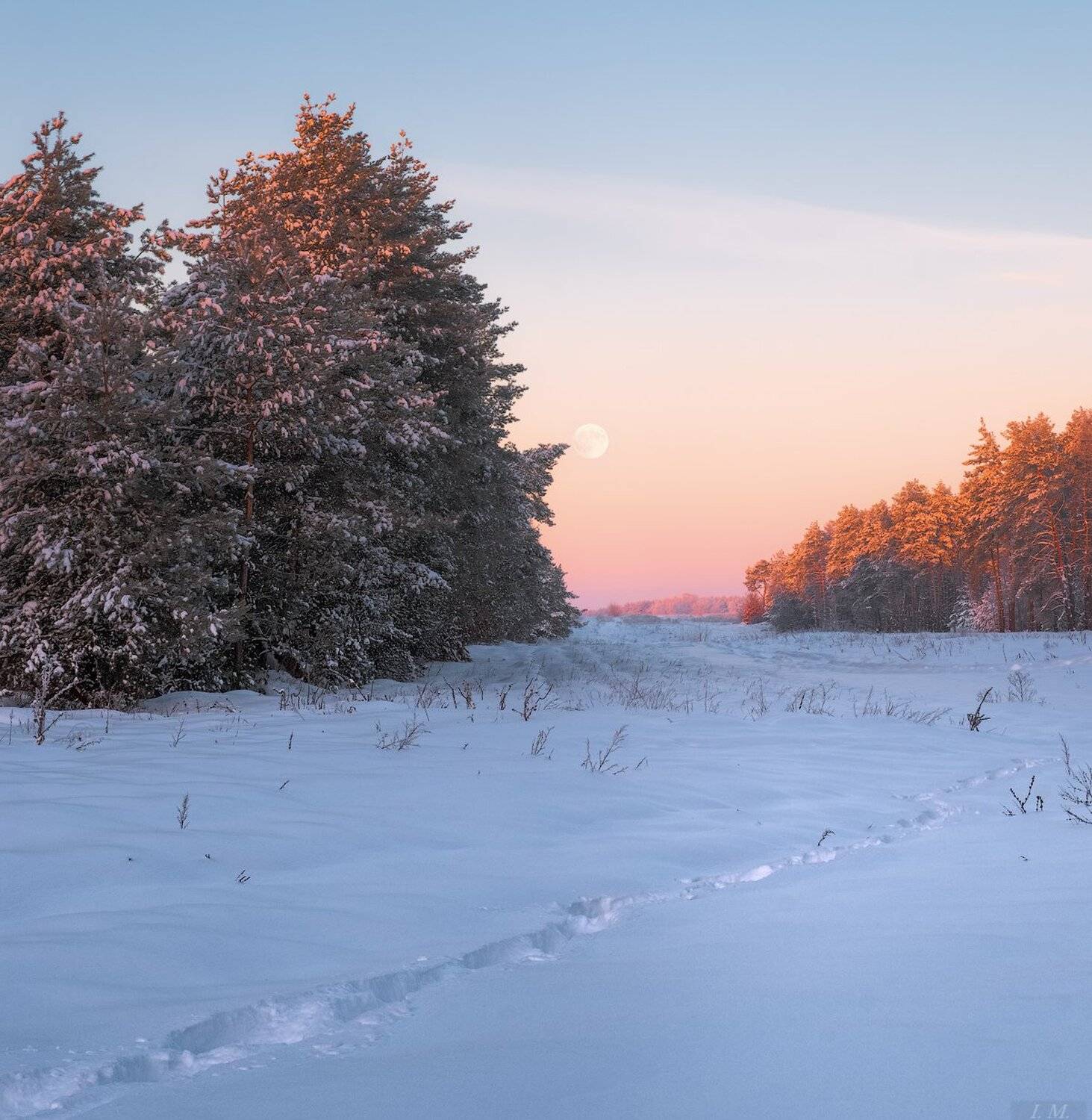 зима, лес, луна, мороз, пейзаж, снег, сосны, Утро, морозное утро, frost, pine, trees, forest, Landscape, light, moon, morning, snow, winter, Ivan Maljarenko 