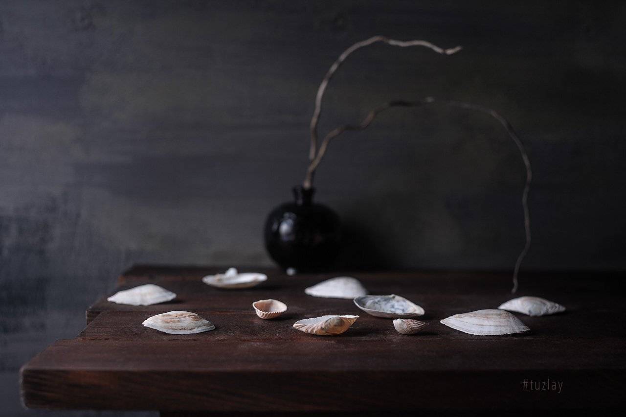 ракушки, пузырек, Владимир Тузлай