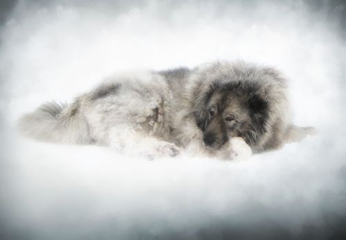 cute big dog - caucasian shepherd