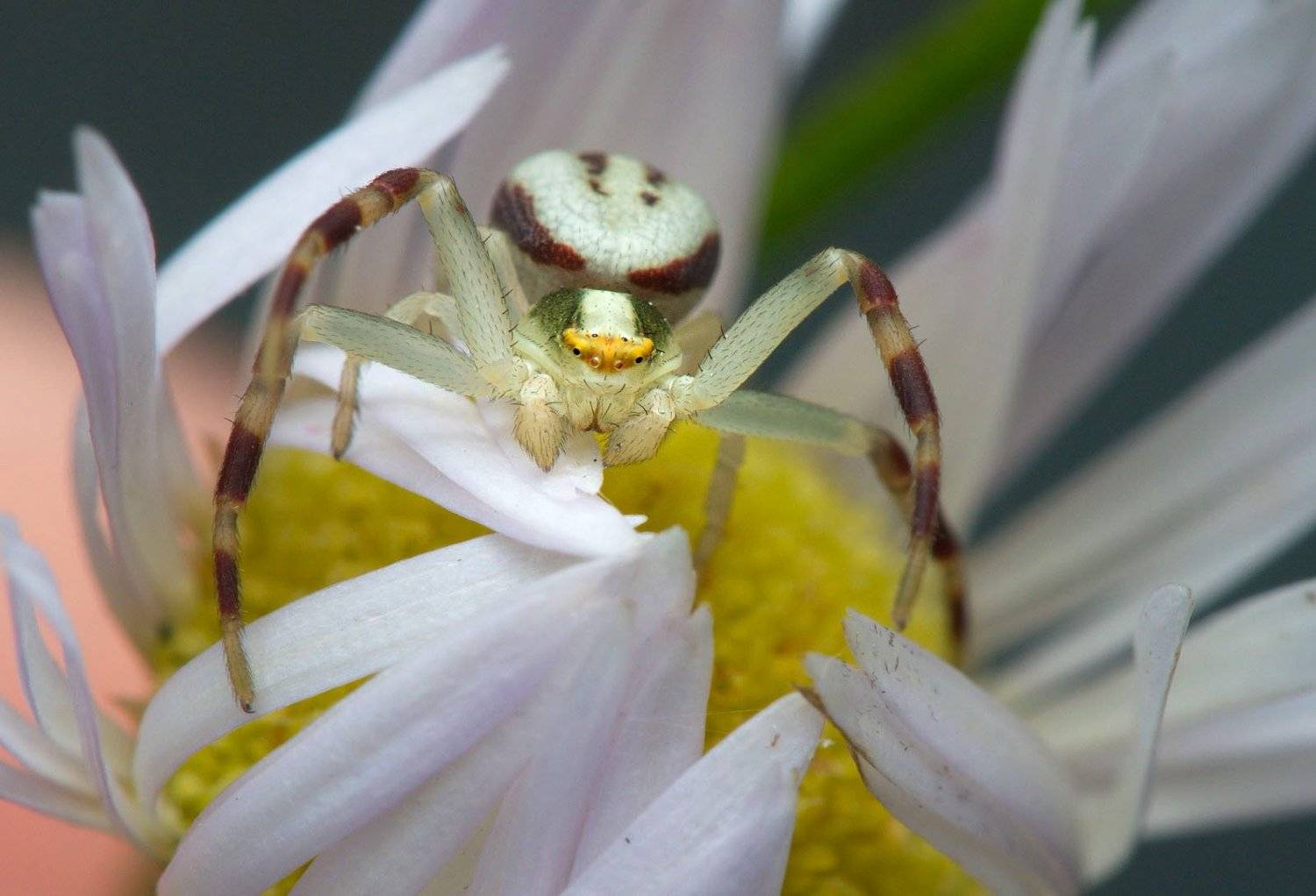 , Сергей Харитон