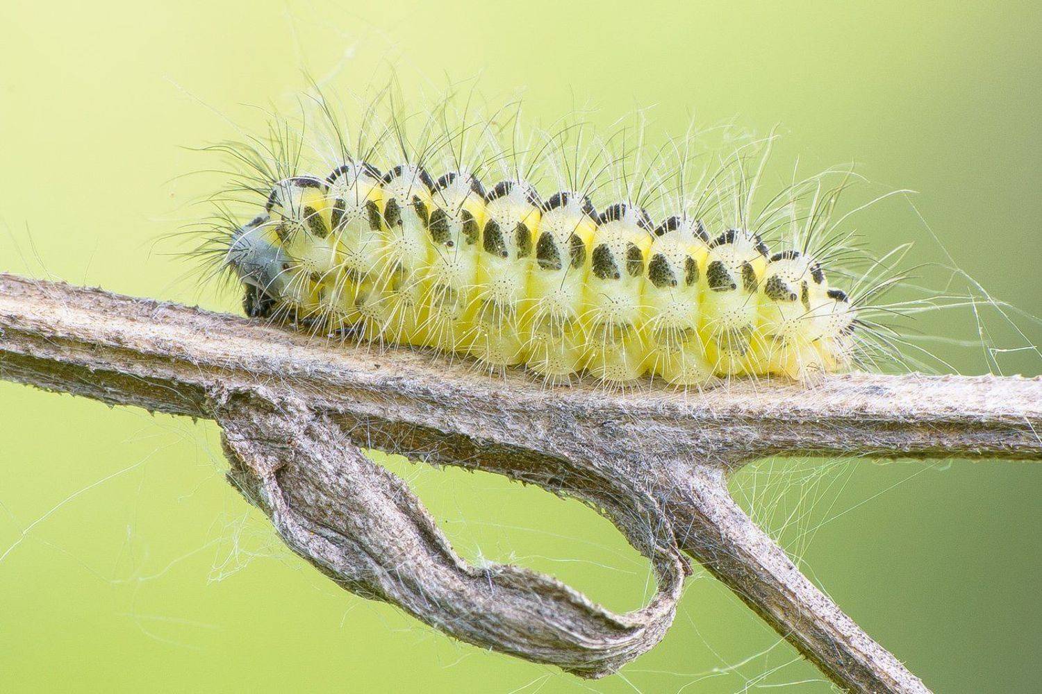 , Кузнецов Дмитрий