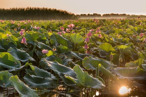Лотосы. Дельта Волги