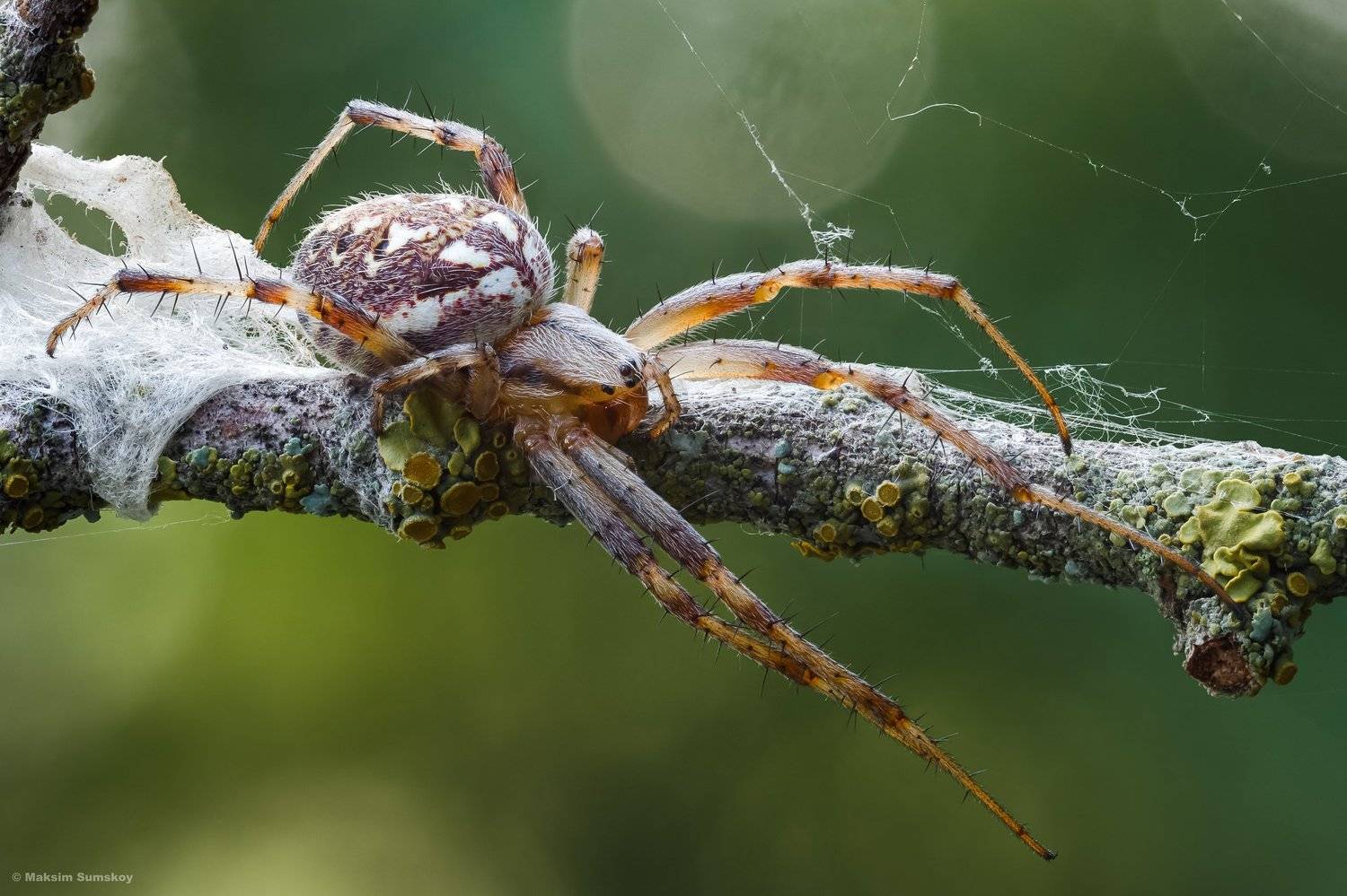макро,стекинг,паук,вега-11у, Максим Сумской