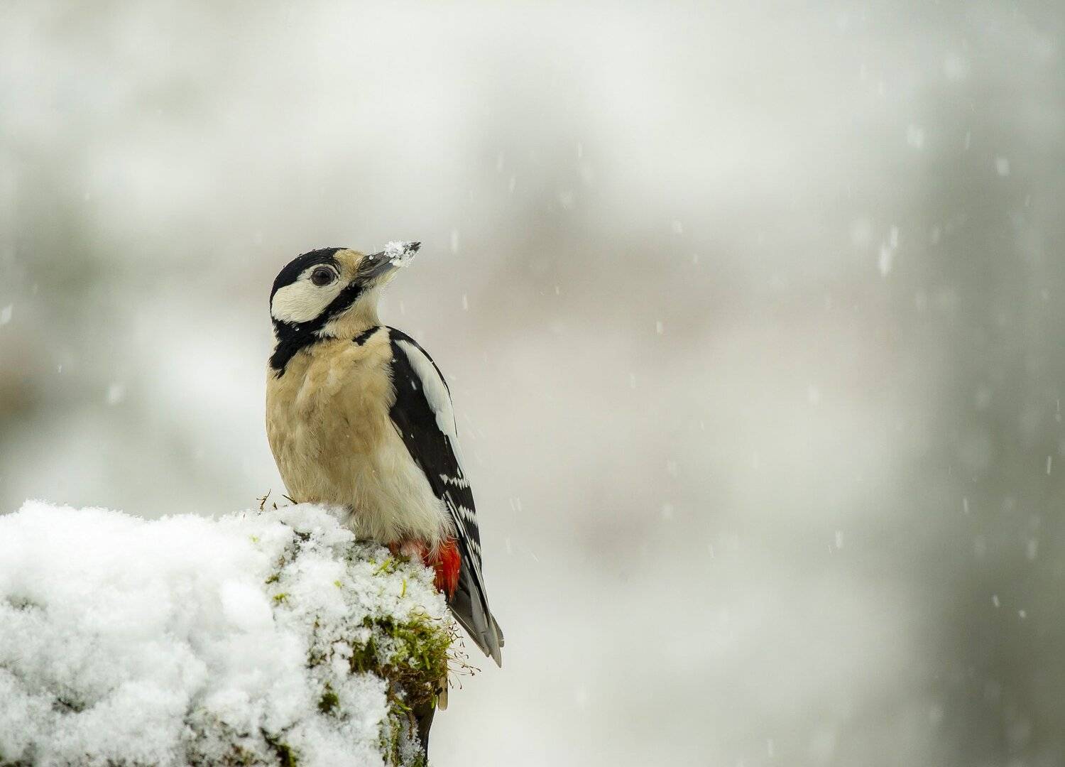 птицы,природа, зима, Андрей Киселёв