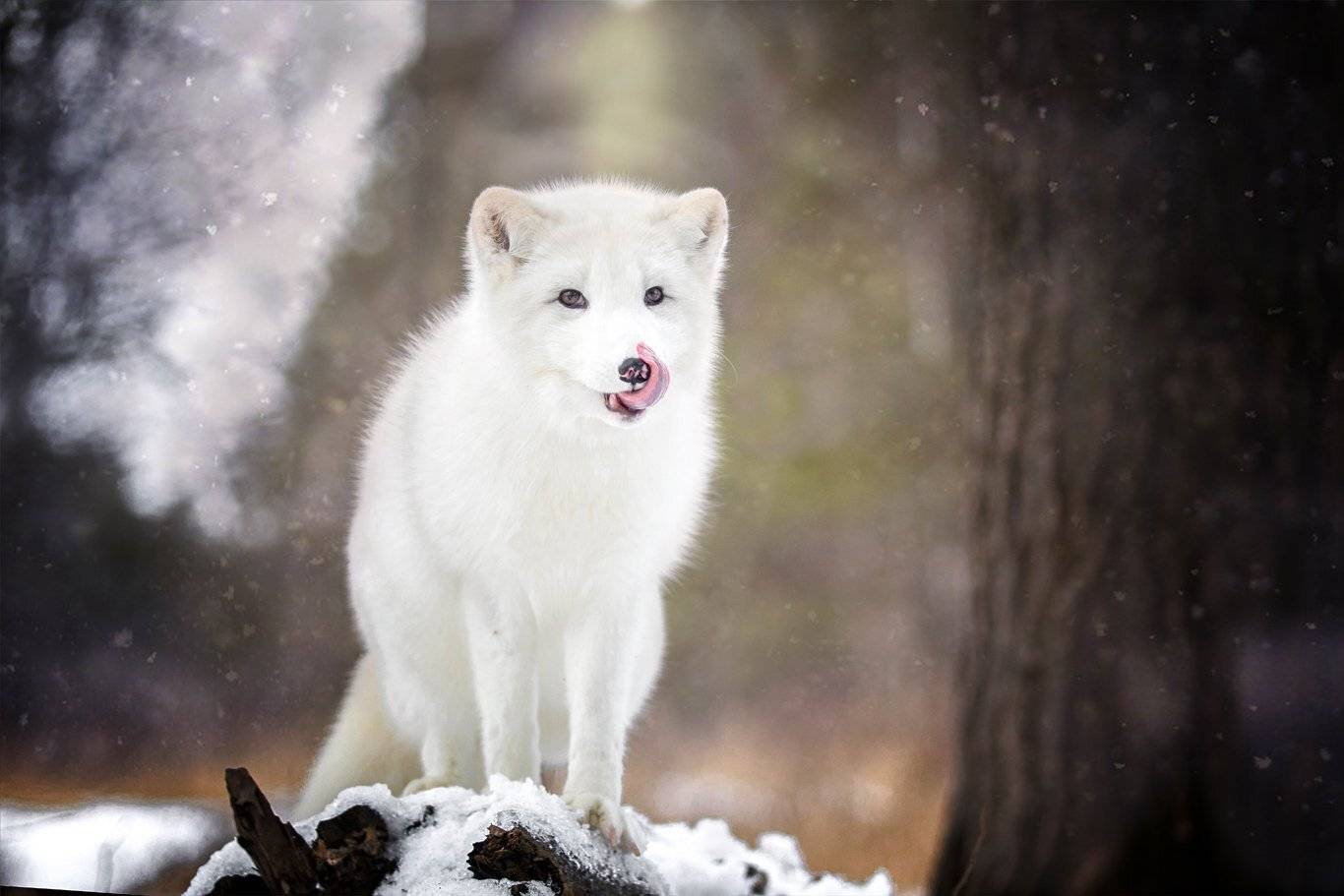 , Андрей Ершов