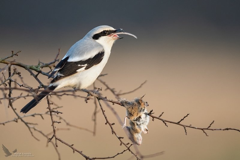 Ogonówka na śniadanie - Srokosz ze swoją ofiarą, Northern Shrike (Lanius excubitor) ... 2020r фото превью
