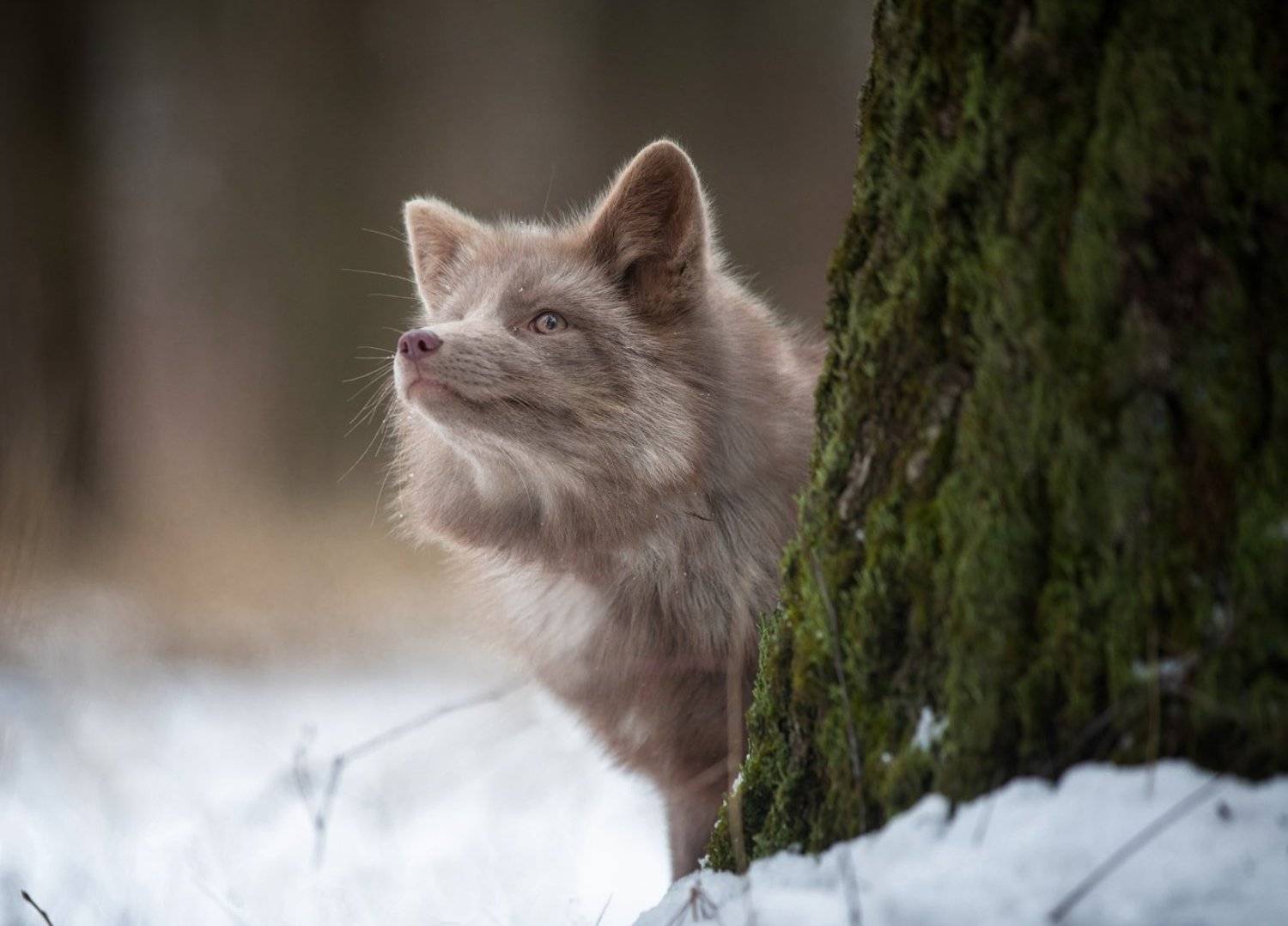 , Андрей Ершов