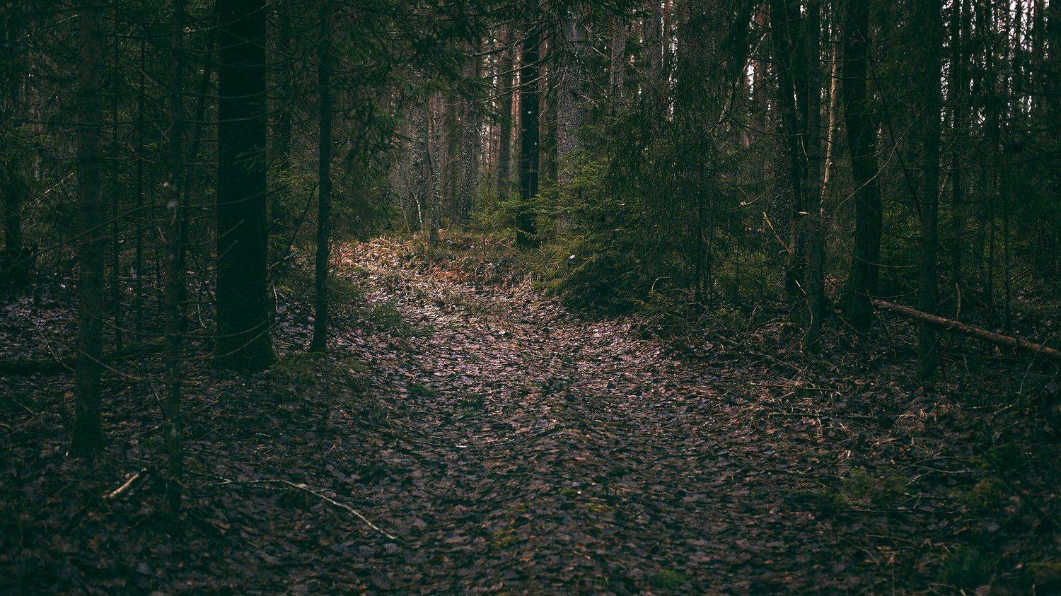 , Землянский Сергей