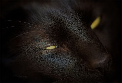 Sweet dreams