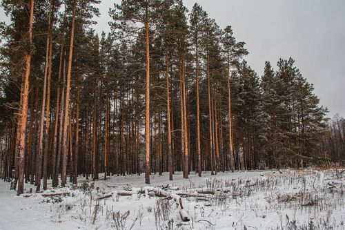 У нас не гор(((..., но зато много леса))