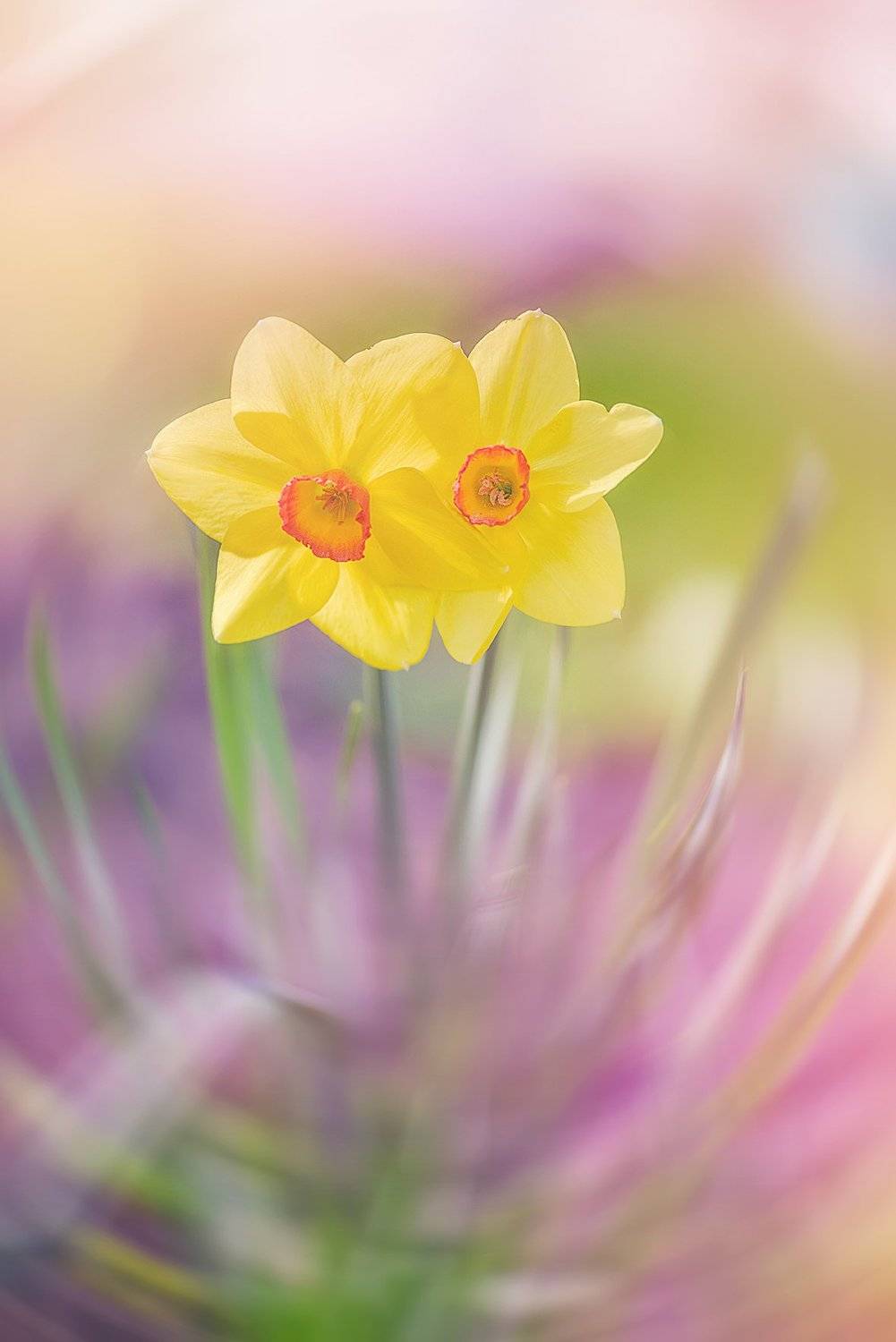 macro, antrisolja, , antrisolja - Татьяна Татаренок