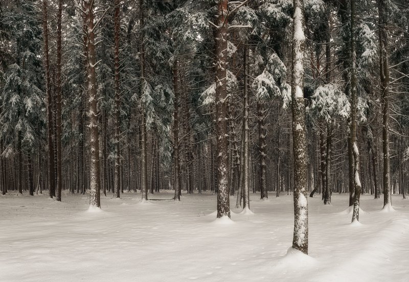 *** фото превью