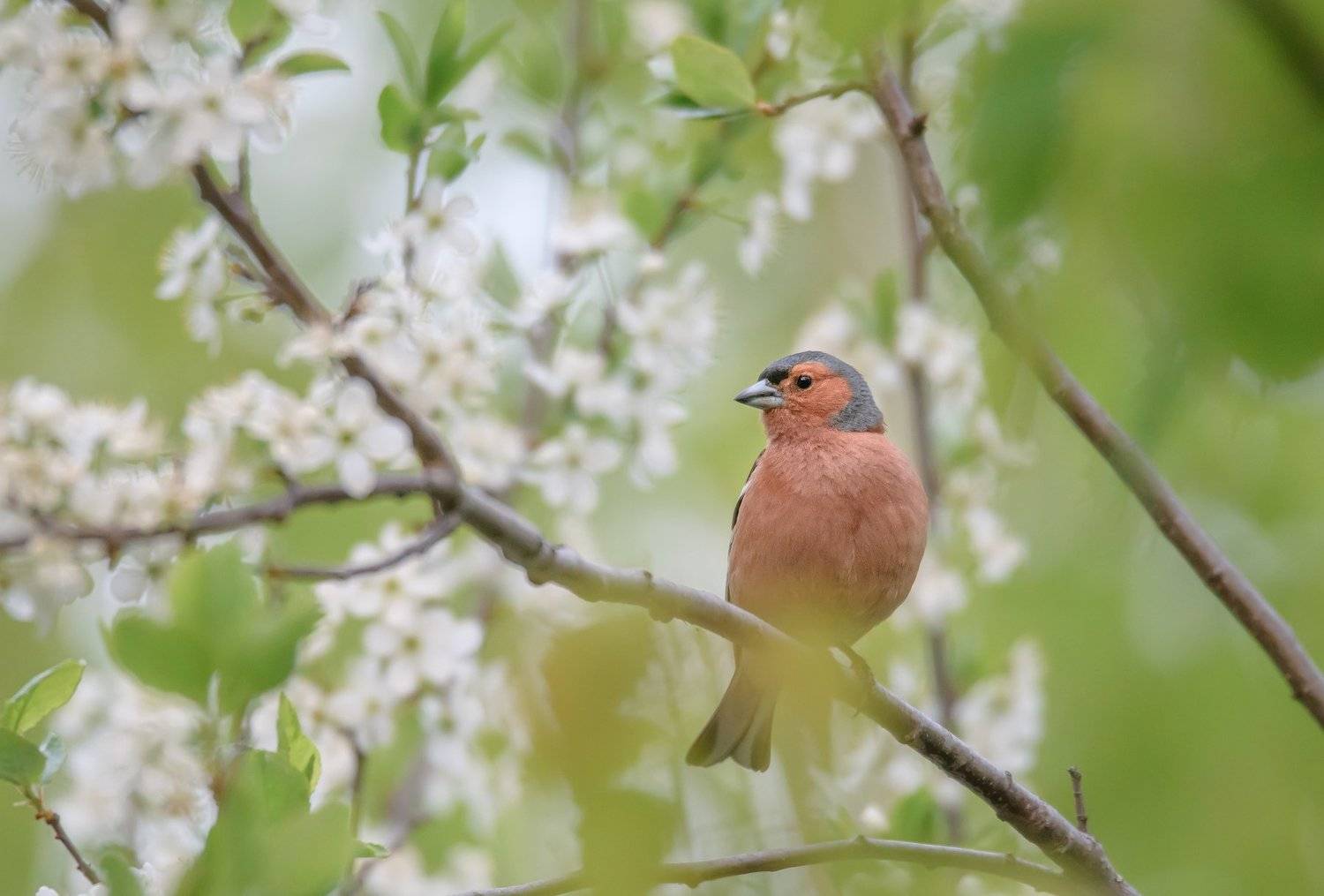 Зяблик, Fringilla coelebs, весна, май, терновник, белые цветы, цветение терновника, птица в цветах, розовая птица, птица на тёрне, Ксения Соварцева