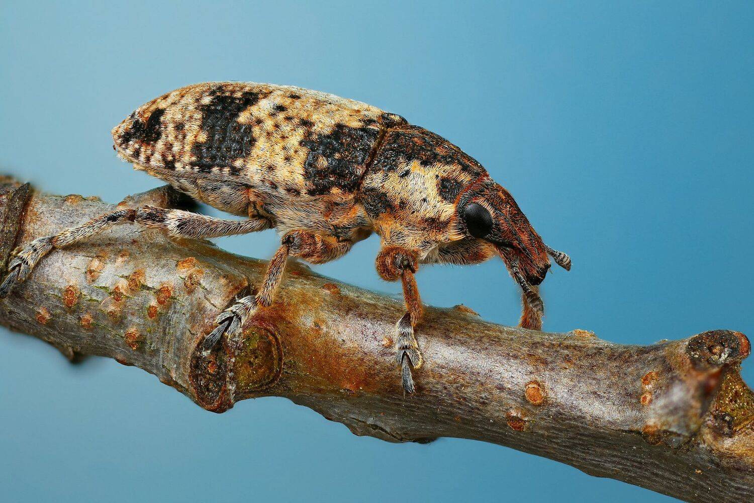 жук макро природа ветка цвет голубой растение, Андрей Шаповалов