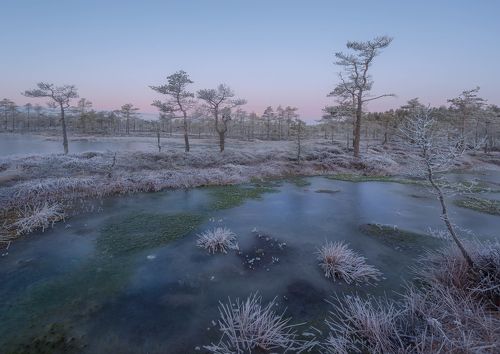Болото на рассвете