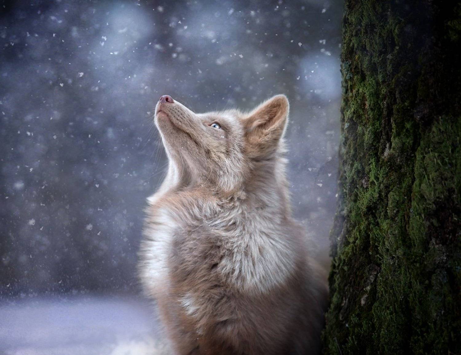 , Андрей Ершов