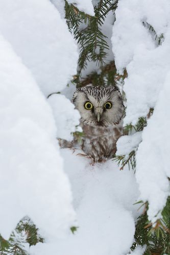 снежный терем