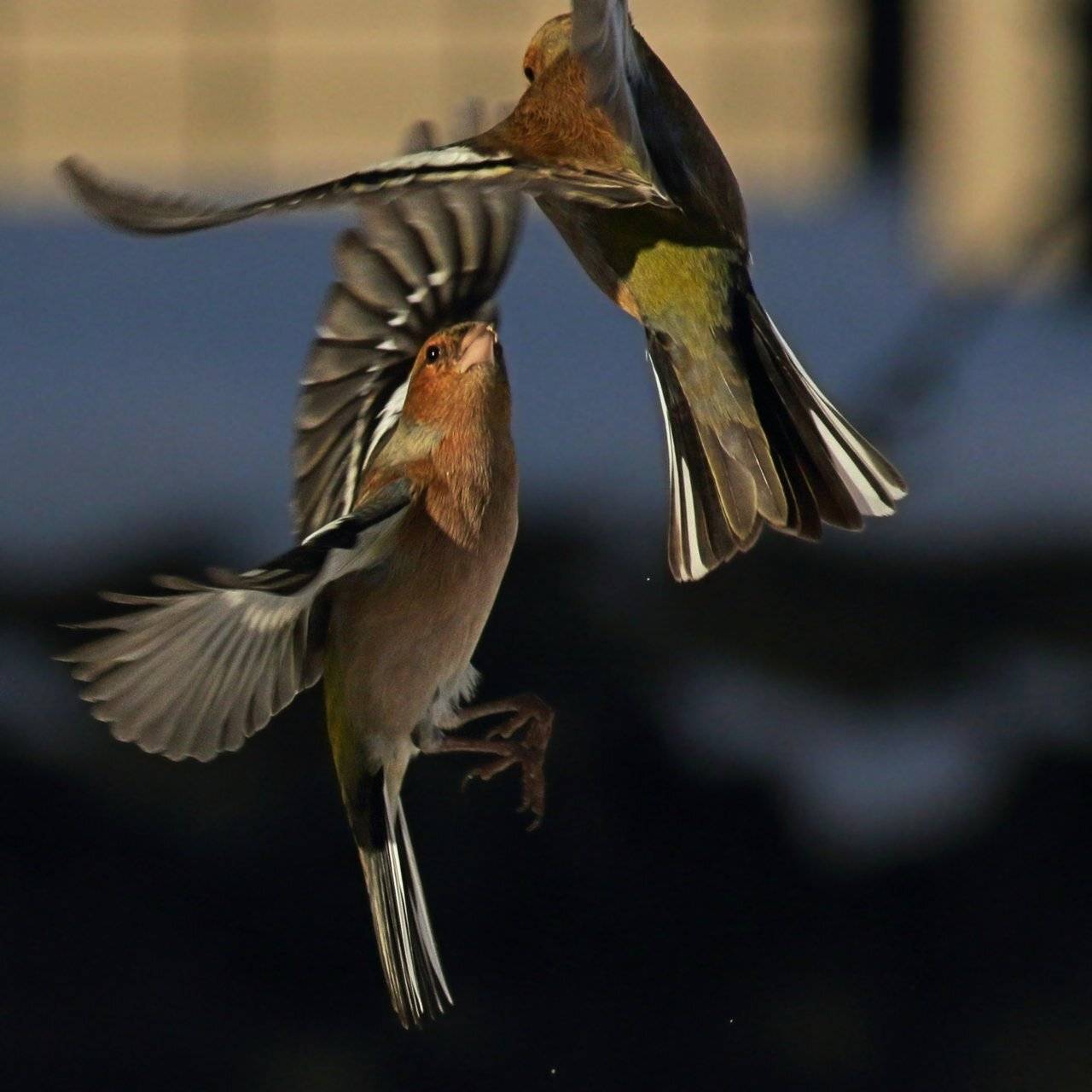 , Георги Славов