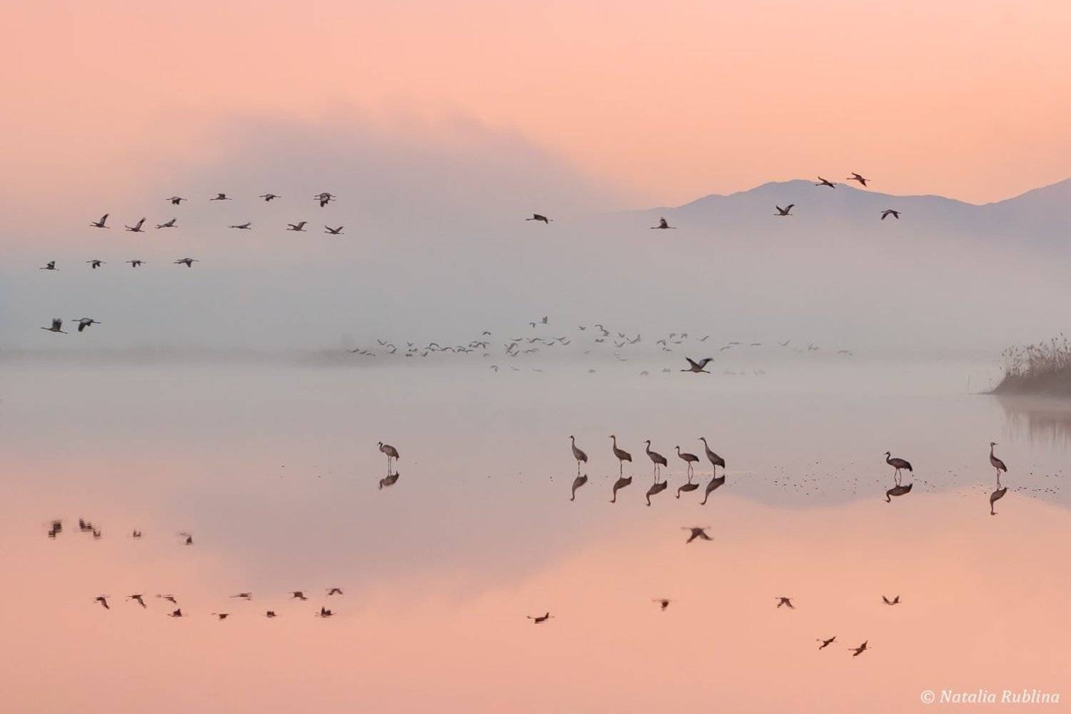 природа,птицы,животные,журавли,рассвет,утро,туман,отражения,рай,полёт,стая птиц,магия природы,парадиз,минимализм, Наталья Рублина