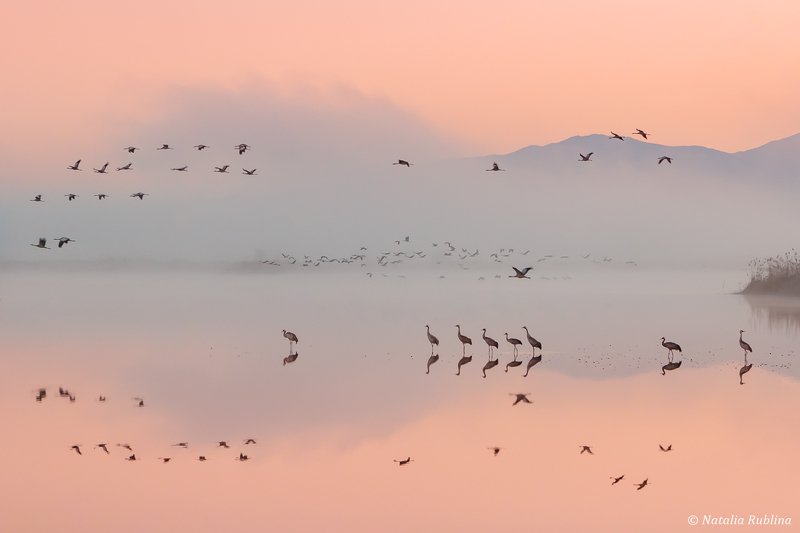 природа,птицы,животные,журавли,рассвет,утро,туман,отражения,рай,полёт,стая птиц,магия природы,парадиз,минимализм В Раю... фото превью