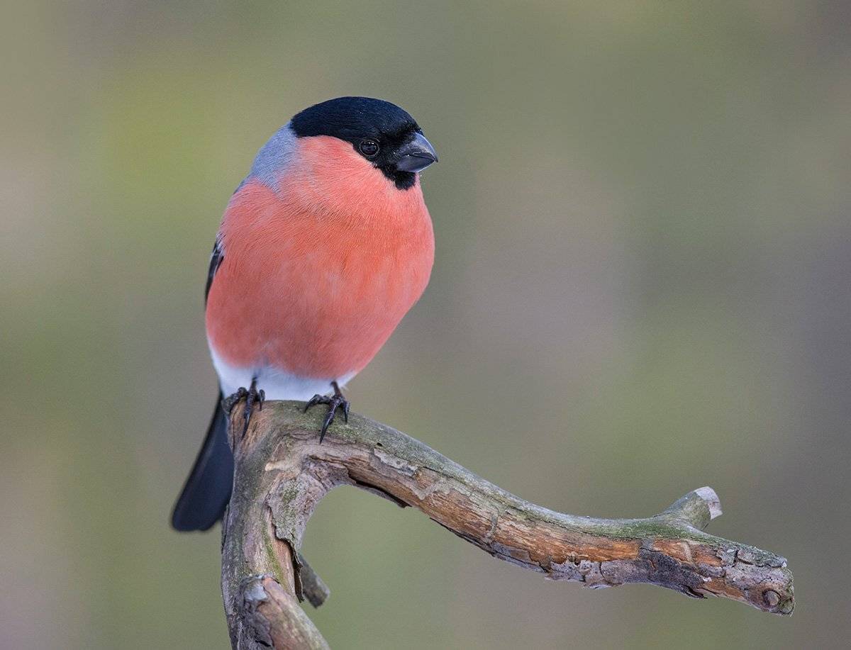 снегирь,самец,грусть,бор, Иван