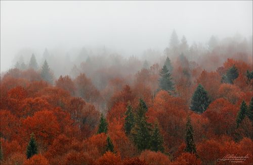 Осенний ковер