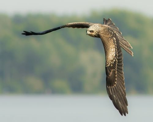 Чёрный коршун