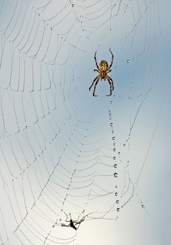Паук и роса
