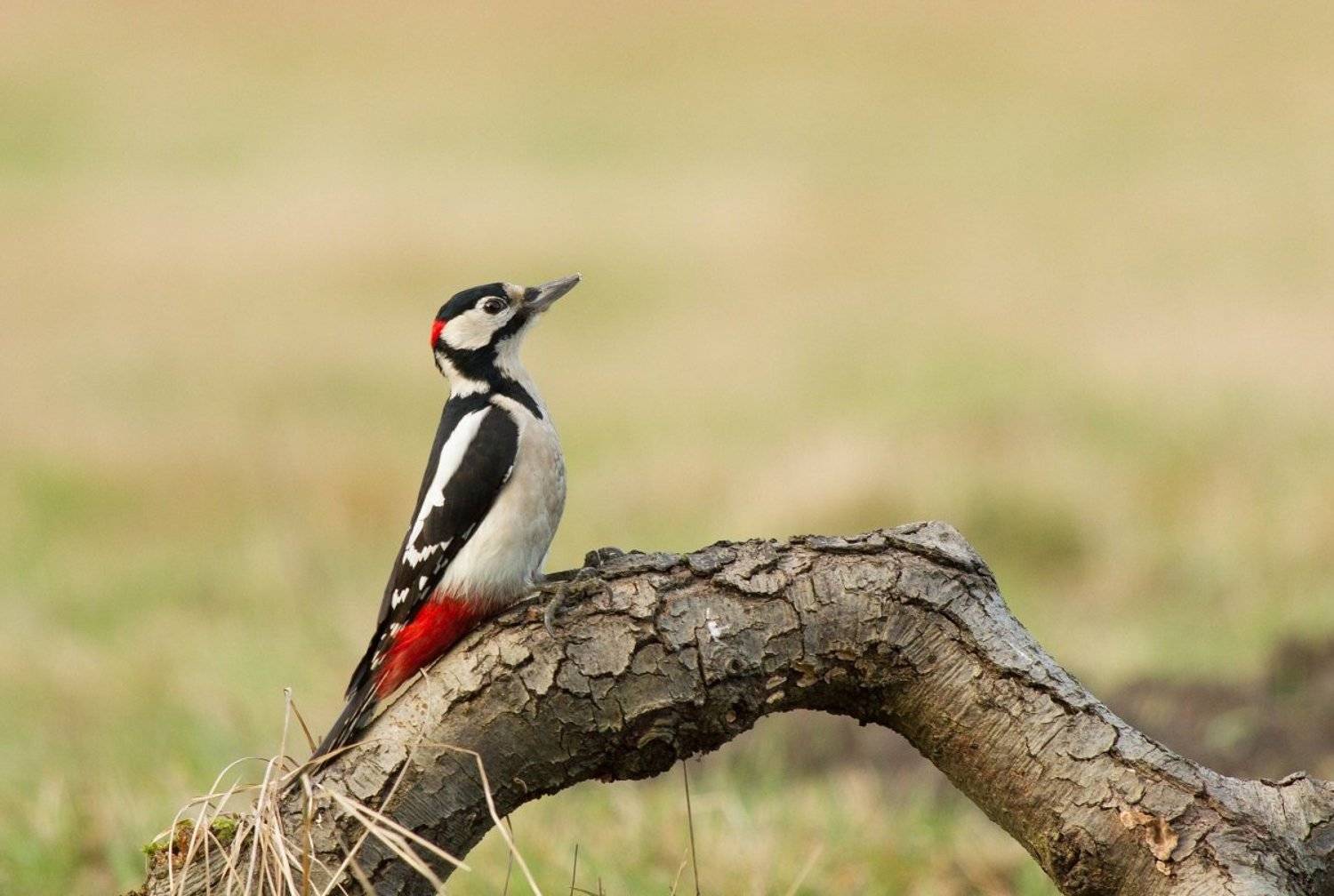 , Janina J?drzejewska-Szombara