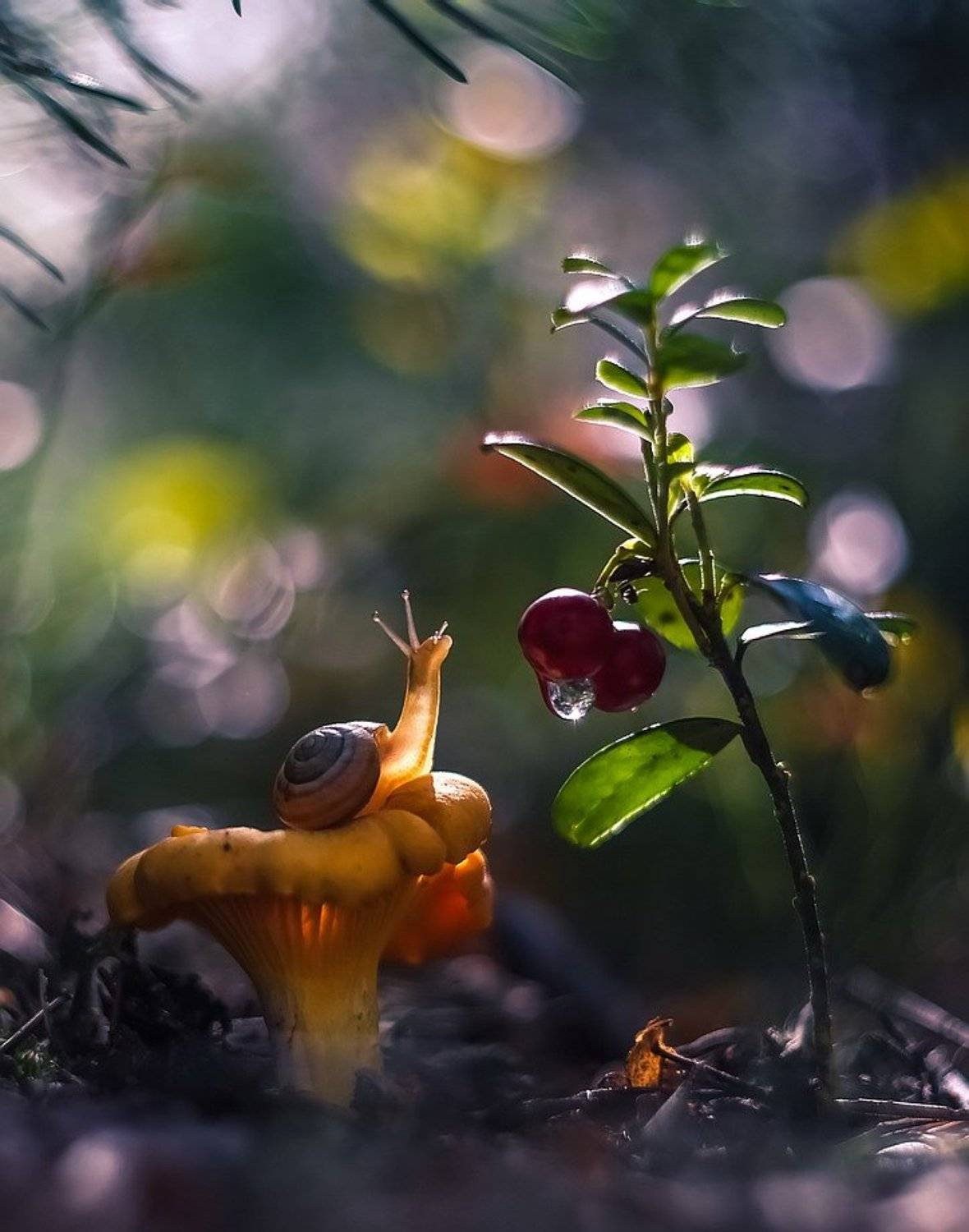 , Вячеслав Мищенко