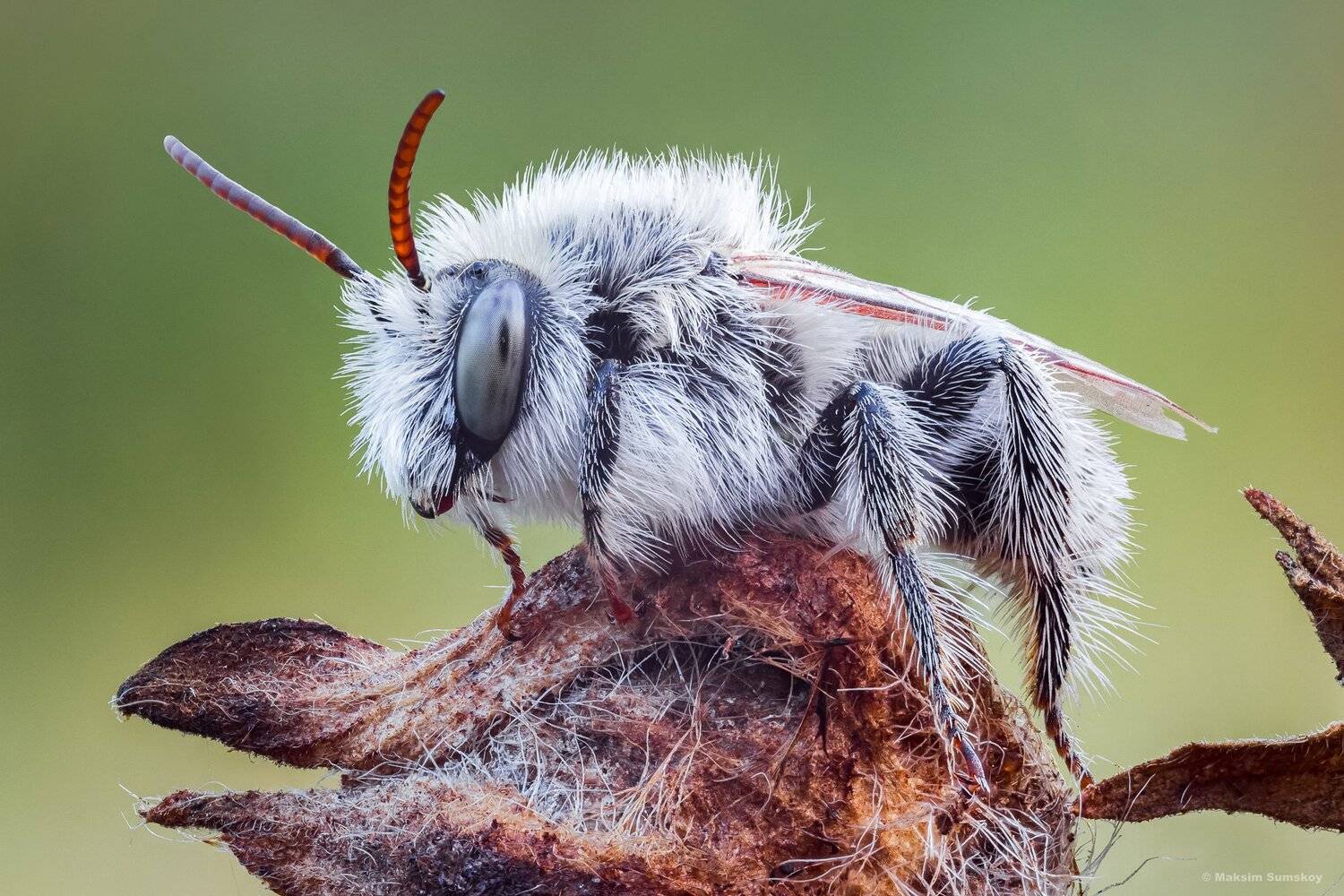 макро,утро, стекинг,вега-11у, Максим Сумской